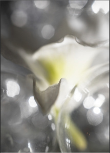 Viola_R_G1_05
