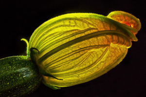 Viola_R_G1_11