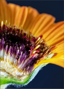 Viola_R_G1_12
