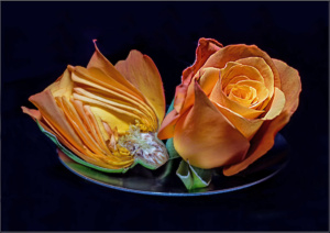 Viola_R_G2_09